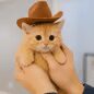 fred the kitty crypto project on ListingSpy