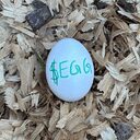 the most watched egg crypto project on ListingSpy