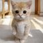 Rue Cat crypto project on ListingSpy