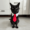 Pepito crypto project on ListingSpy