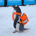 penguin wif backpack crypto project on ListingSpy