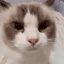 Boom Cat crypto project on ListingSpy
