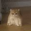frogcat crypto project on ListingSpy