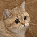 Starecat crypto project on ListingSpy