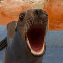 XIAOXIAO crypto project on ListingSpy