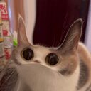 MEEP CAT crypto project on ListingSpy