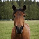 horsetwting crypto project on ListingSpy