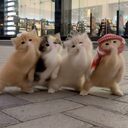 Meowtakeover crypto project on ListingSpy