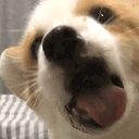 舔狗 crypto project on ListingSpy