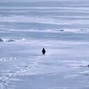 Nietzschean Penguin crypto project on ListingSpy