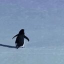 Nihilist Penguin crypto project on ListingSpy
