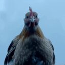 Retarded Chicken crypto project on ListingSpy