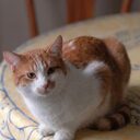 Tibanne Thecat crypto project on ListingSpy
