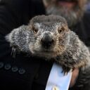 Phil The Groundhog crypto project on ListingSpy