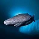 Greenland Shark crypto project on ListingSpy