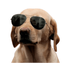 The Crypto Dog crypto project on ListingSpy