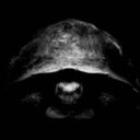 The Giraffes crypto project on ListingSpy