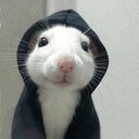 hoodrat crypto project on ListingSpy