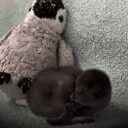 World's Tiniest Penguin crypto project on ListingSpy