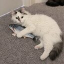 CAMPBELL CATS crypto project on ListingSpy