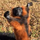 red ruffed lemur crypto project on ListingSpy