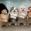 meowtakeover crypto project on ListingSpy