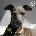 Dog saved by Grok crypto project on ListingSpy