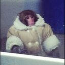 IKEA Monkey crypto project on ListingSpy