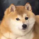 doge秽土转生版真名 crypto project on ListingSpy