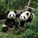 Ping Ping and Fu Shuang crypto project on ListingSpy