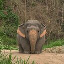 The Chubby Elephant crypto project on ListingSpy