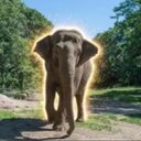 Happy The Elephant crypto project on ListingSpy