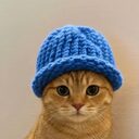 catwifhat crypto project on ListingSpy