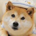 Dogewifhat crypto project on ListingSpy