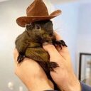 Peanut the Squirrel crypto project on ListingSpy