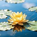 水莲花 crypto project on ListingSpy