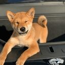 The Original Floki crypto project on ListingSpy