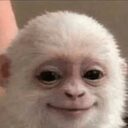 Albert the Monkey crypto project on ListingSpy
