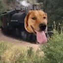 traindog crypto project on ListingSpy